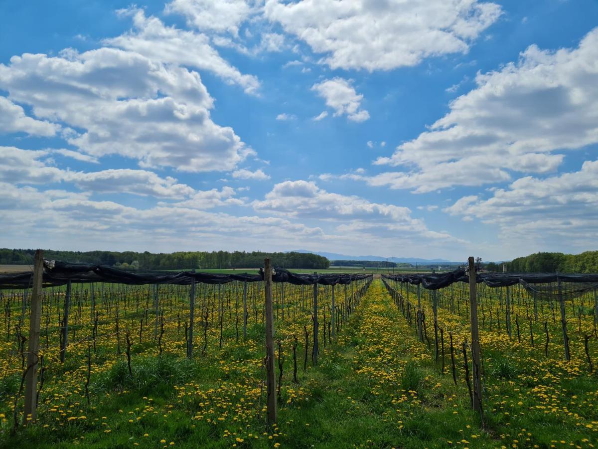Wine Paradise Glavinic Miklavz pri Ormozu 外观 照片